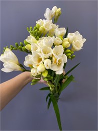 Фрезия белая (пачка 10шт) 445900554