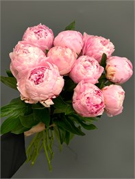 Пионы розовые (10шт) 77886905