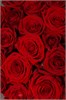 Красные розы 60см в упаковке Туман (15шт) 810