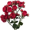 Кустовые розы Ред Баблз (пачка 10шт) 88856253 в Липецке