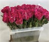 Кения малиновая (пачка 10шт) 84759 в Липецке