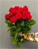 Красные розы (пачка 10шт) 45468797 в Липецке